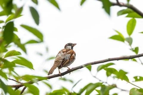 Closeup of a House sparrow standing on a tree.. Stock Photos
