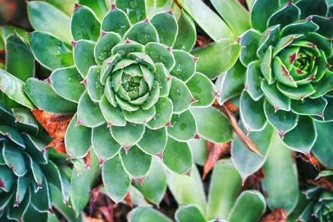 Closeup of houseleek Stock Photos