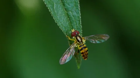 Closeup of Hover Fly insect Video stock 77855559