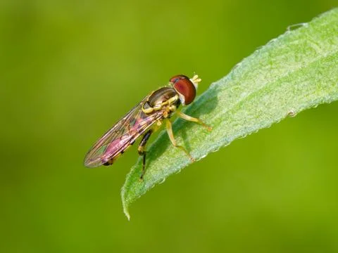 Closeup of  Hover Fly Foto stock