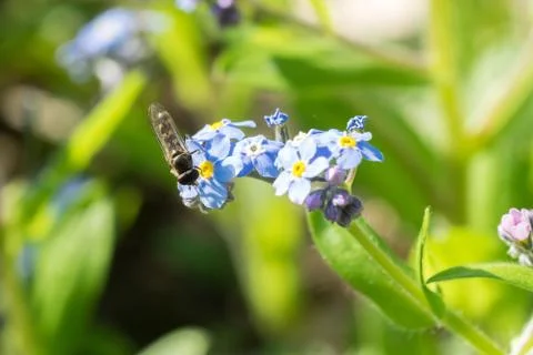 Closeup of a hoverfly on forget-me-not (Myosotis spec.) flowers Stock Photos