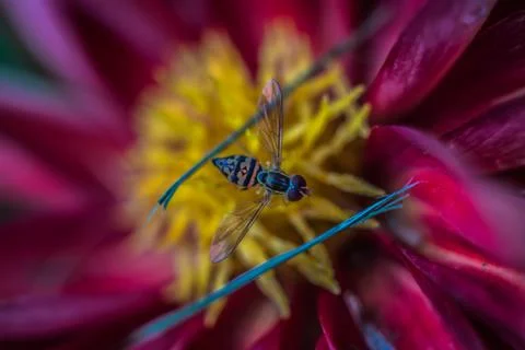 Closeup of Hoverfly on Red Dahlia Stock Photos