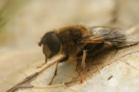 Closeup of a hoverfly wanting to be a bee , the tapered drone fly , Eristalis Stock Photos