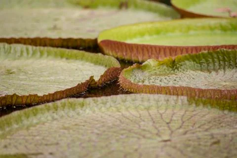 Closeup of the huge floating lilly pad leaves of Victoria Regia 写真素材