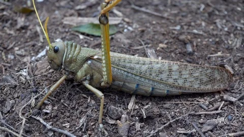 Closeup of a Huge Grasshopper form Arid Zones of South America 스톡 동영상 103337213
