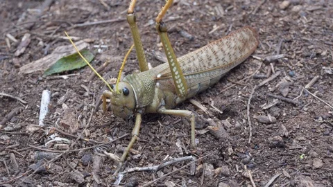Closeup of a Huge Grasshopper form Arid Zones of South America 스톡 동영상 103337261