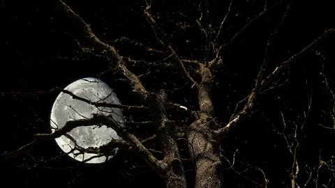 Closeup huge moon fly over the dry tree on a night sky, time lapse scene Stock Footage 102221459
