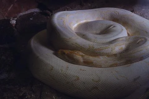 Closeup of a huge white python coiled up in the dark place with dark background 스톡 사진