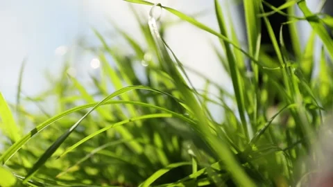 Closeup of human foot stepping over fresh green grass growing, nature concept Stock Footage 161854088