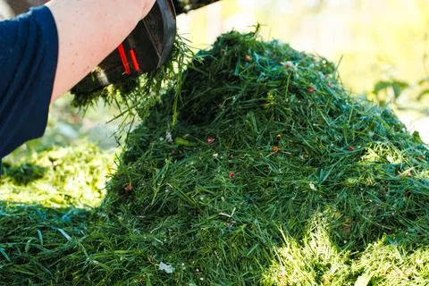 Closeup of human hands throwing fresh green cut green pile of grass from lawn Stock Photos