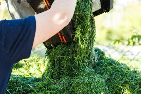 Closeup of human hands throwing fresh green cut green pile of grass from lawn Stock Photos