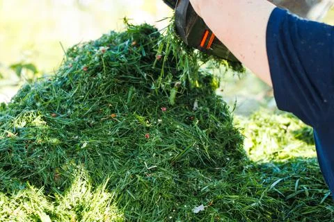Closeup of human hands throwing fresh green cut green pile of grass from lawn Stock Photos