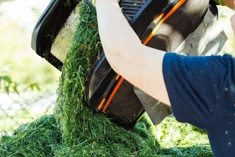 Closeup of human hands throwing green cut green grass from lawn mower on the Stock Photos