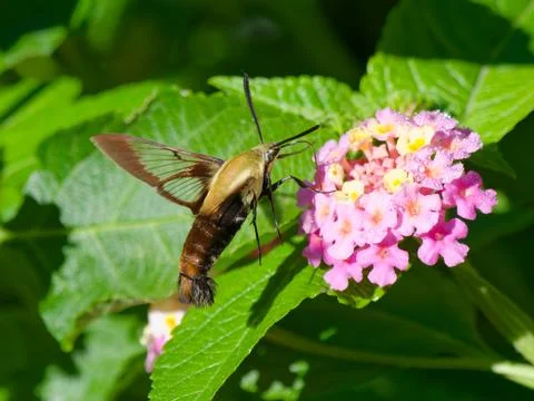 Closeup of Hummingbird Moth Foto stock