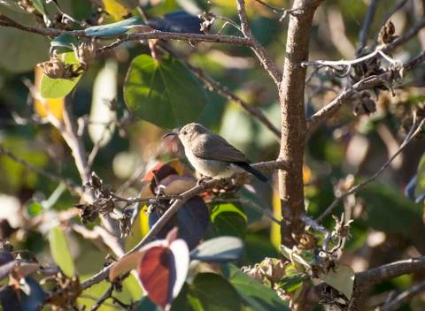 Closeup of a Hummingbird perched on a branch Foto stock