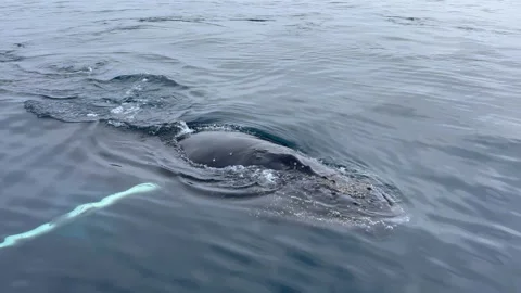 Closeup of a humpback whale calf, Disko Bay, Greenland Stock Footage 219029872