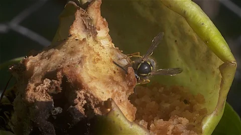 Closeup hungary wasp chewing through apple on apple tree Stock Footage 90272426