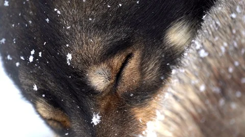Closeup of husky sleeping in snow while snowing in winter Stock Footage 129163078