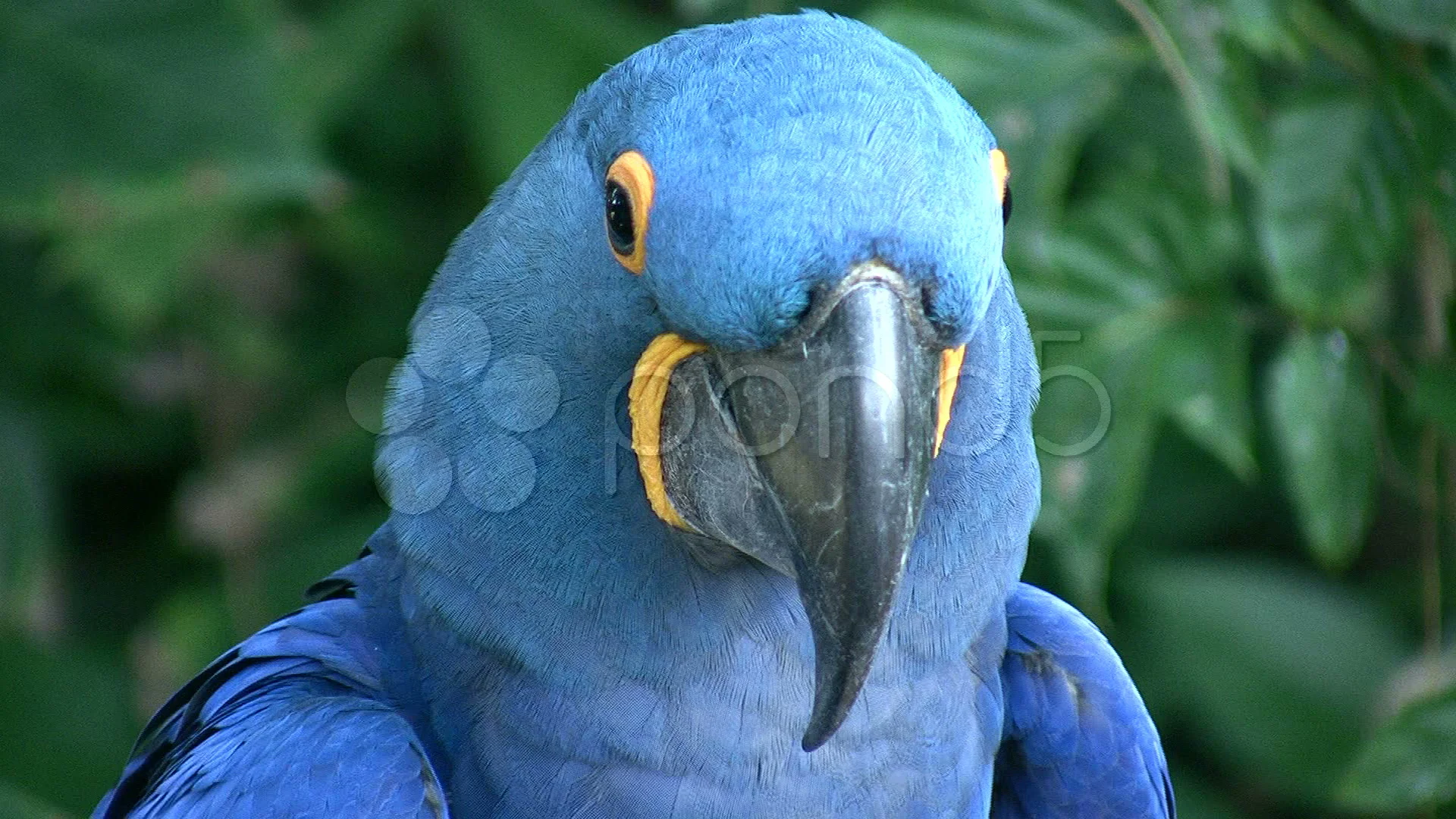 Closeup of a Hyacinth Macaw parrot | Stock Video | Pond5