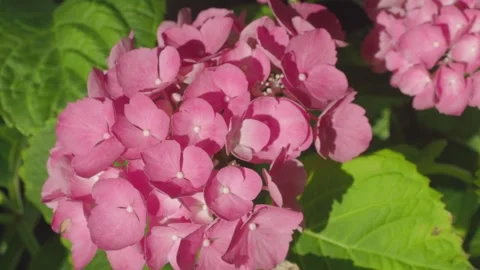 Closeup Hydrangea flower in dark background Stock Footage 310733652