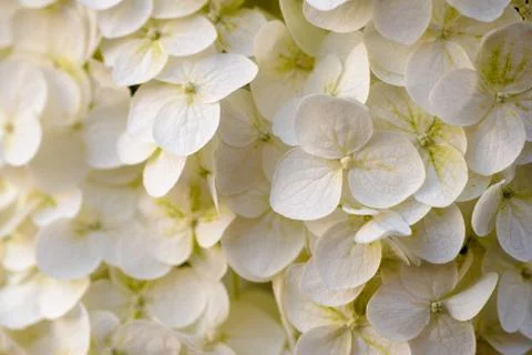 Closeup of Hydrangea flower Stock Photos