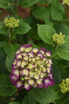 Closeup of Hydrangea flowers. Blurred background. Copy space. Stock Photos