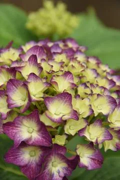 Closeup of Hydrangea flowers. Blurred background. Stock Photos