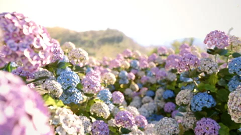 Closeup hydrangea flowers flora in the garden with mountain background. Stock Footage 229292504