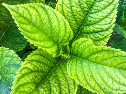 Closeup of hydrangea leaves on garden Foto stock