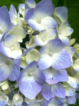 Closeup of Hydrangea macrophylla, big leaf hydrangea Foto stock