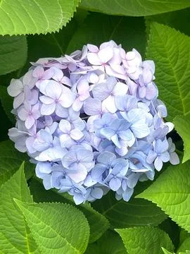 Closeup of Hydrangea macrophylla, big leaf hydrangea Stock Photos