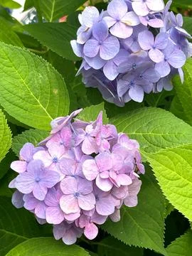 Closeup of Hydrangea macrophylla, big leaf hydrangea Stock Photos