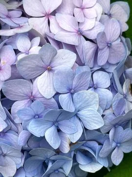 Closeup of Hydrangea macrophylla, big leaf hydrangea Foto stock