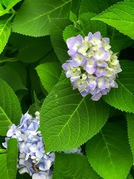 Closeup of Hydrangea macrophylla, big leaf hydrangea Foto stock