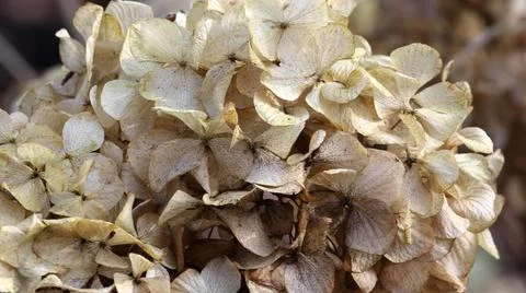 Closeup of the Hydrangea paniculata, dry panicled hydrangea. Foto stock