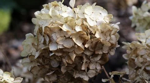Closeup of the Hydrangea paniculata, dry panicled hydrangea. 写真素材