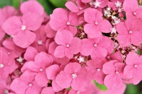 Closeup of hydrangea pink flower Stock Photos