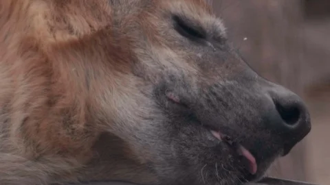 Closeup Of Hyena Panting Vídeos de archivo 108680496