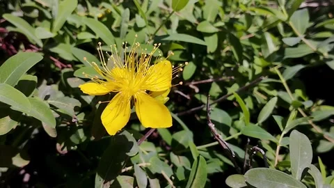 Closeup Hypericum perforatum Yellow Flowers Wind in the air spring season Stock Footage 330155818