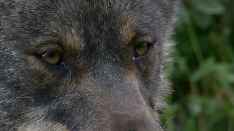 Closeup of Iberian wolf look Stock Footage 35840672