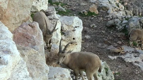 Closeup of ibexes playing in rocks Stock Footage 232257228