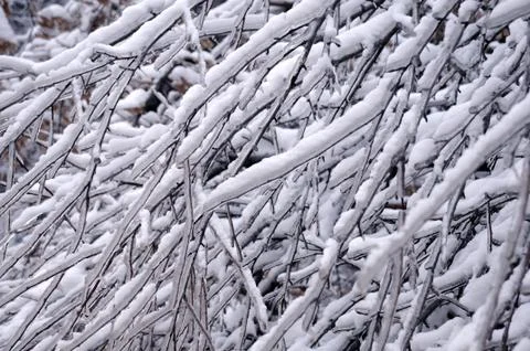 Closeup icy tree twigs Stock Photos