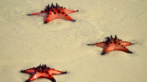 Closeup if a Red starfish lying on the beach. Tropical white sand with red Stock Footage 83625081
