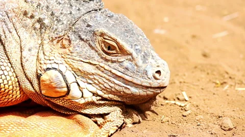 Closeup of iguana or lizard head on yellow sand Stock Footage 49671403