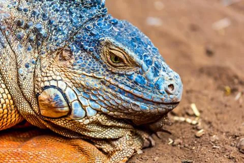 Closeup of iguana or lizard Stock Photos