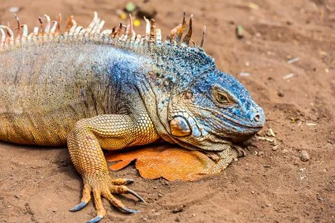 Closeup of iguana or lizard Stock Photos