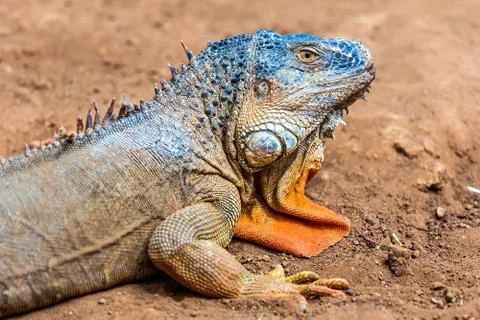 Closeup of iguana or lizard Stock Photos