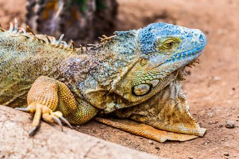 Closeup of iguana or lizard Stock Photos