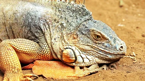 Closeup of iguana or lizard on yellow sand Stock Footage 49671533