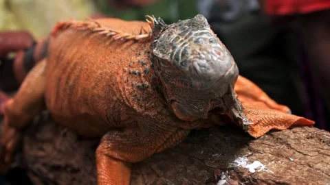 Closeup of an Iguana on a tree trunk spotted during an interaction session. Stock Footage 341348258
